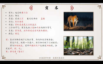 龙诗雅《八字命理初级班》63集视频约21小时